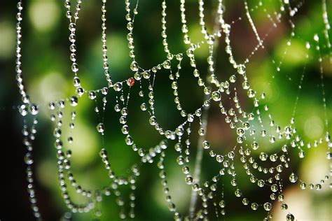 Spiders Web With Intricate Water Droplets And Green Background