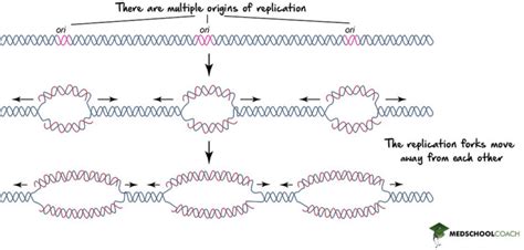 DNA Replication – MCAT Biology | MedSchoolCoach 