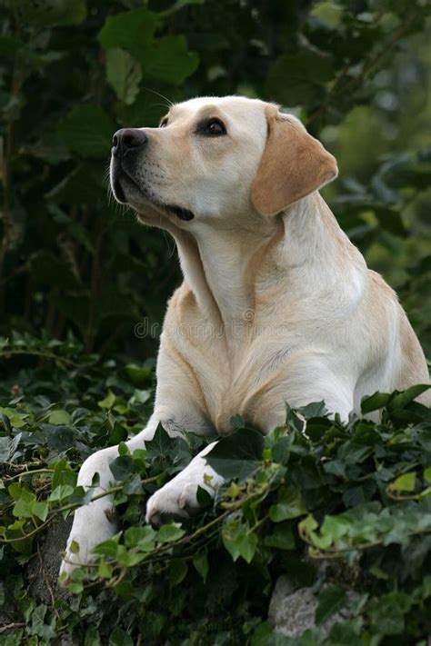 Labby stock image. Image of clever, hound, portait, nature - 22073