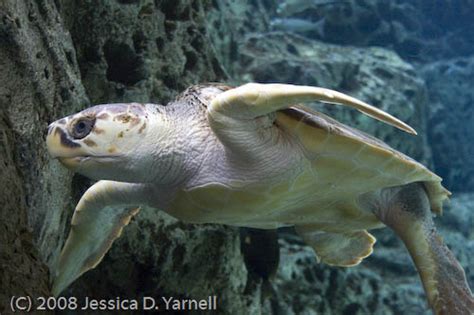 Loggerhead Sea Turtle Catandturtle