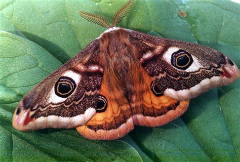 Emperor Moth Saturnia Pavonia Ukmoths