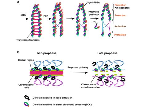 Meiosis-specific chromosome structure and cohesin release. a DDK and ...