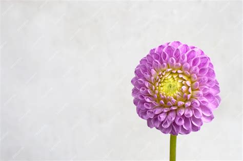 Premium Photo Dahlia Pom Pom Pink Flower For Background