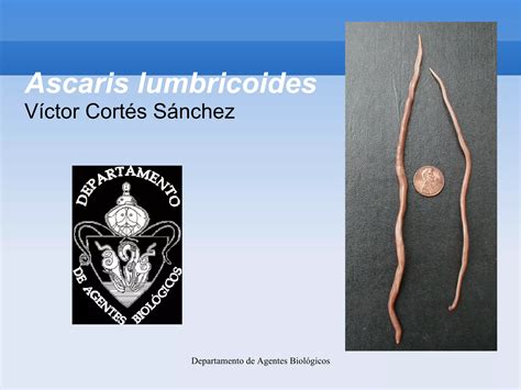 4 Ascaris Lumbricoides Ppt