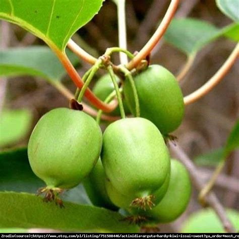 Mini Kiwi Aktinidia Ostrolistna VITIKIWI samopylna NOWOŚĆ