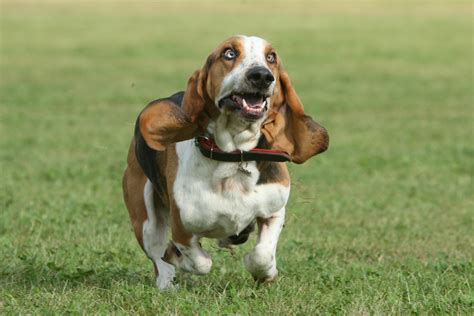 10 Prachtige Sfeerbeelden Van De Majestueuze Basset Hound Superlief