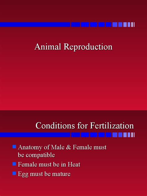 Animal Reproduction Male | PDF | Uterus | Testicle
