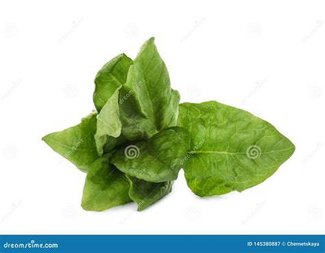 Bundle Of Fresh Spinach Isolated Stock Image Image Of Bundle Produce