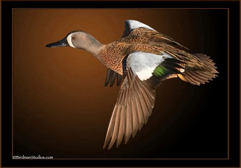 Birdman Studios – Premium Bird Taxidermy Duck Mounts