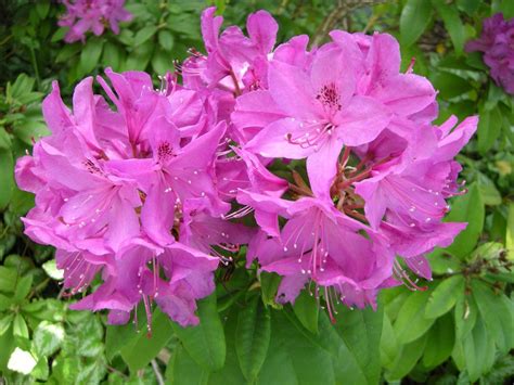 Rhododendron Washington State Flower Flowers Rhododendron Oh Beautiful