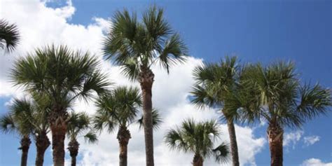 Palm Trees In Florida Top 10 Most Valuable