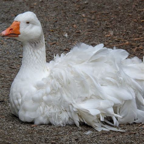 Giving Your Dog Ivermectin: Don't Make This Common Mistake - PetHelpful