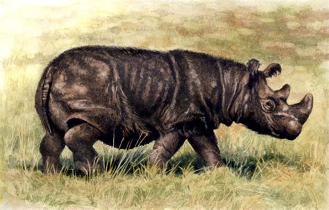 Sumatran Rhino by WillemSvdMerwe on DeviantArt