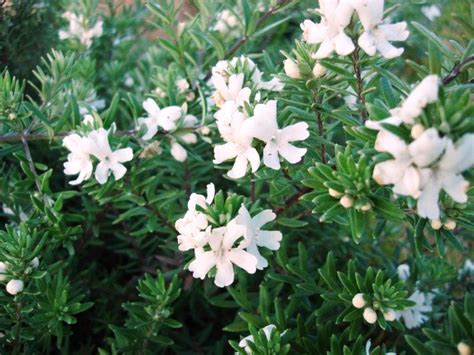 Westringia Fruticosa Coastal Rosemary Westlake Nursery