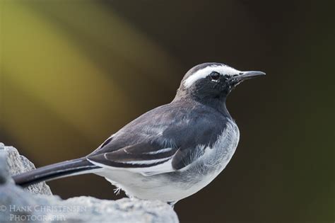 White Browed Wagtail