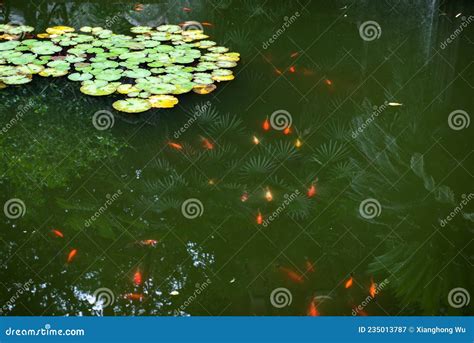 Water Lilies and Koi are in the Pond in the Park Stock Image - Image of ...