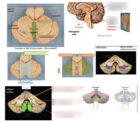 cerebellum diagram Diagram | Quizlet