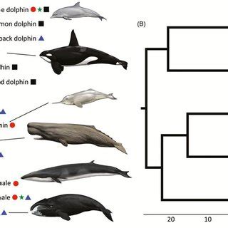 Phylogenetic Tree Showing Current Genomic Resources Available For A