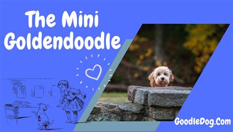 Mini Goldendoodle: Everything that You Need to Know