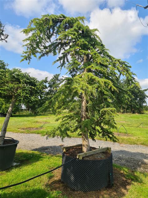 Cedrus Libani Pendula Specimen Caragh Nurseries