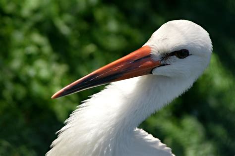 Esempi Di Uccelli Con Becco Lungo Con Foto Petsblog