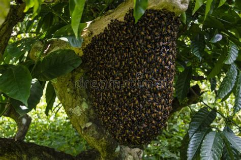 Honey Bee Hive Covered With Honey Bees Along With Natural Honey In