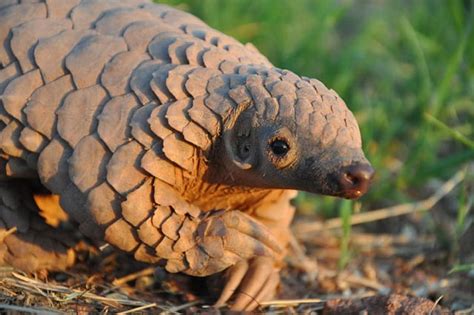 Pangolin Animal Scales Armour Hd Wallpaper Peakpx