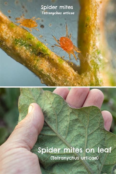 Effective Spider Mite Predators to Deploy in the Garden