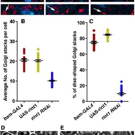 RNAi Mediated Knock Down Of Rint1 Affects Golgi Number And Morphology