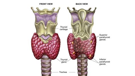 Functions of Thyroid Hormones - Overall Science