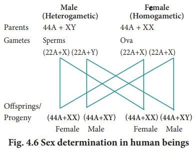 Sex Determination Principles Of Inheritance And Variation