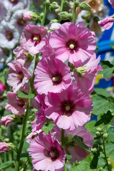 Flores De Malva Una Planta Herb Cea Con Tallos Peludos Flores De