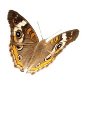 Junonia coenia Vector for Free Download | FreeImages