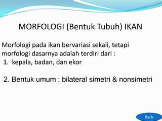 Biologi Anatomi Ikan Nila Hitam Ppt