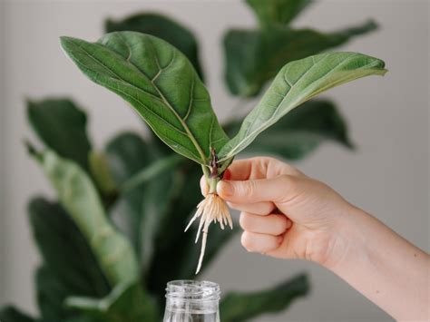 Propagating Fiddle Leaf Fig Your Simple Guide To Lush Foliage