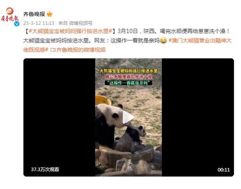 亲妈无疑！大熊猫宝宝被妈妈强行按进水里