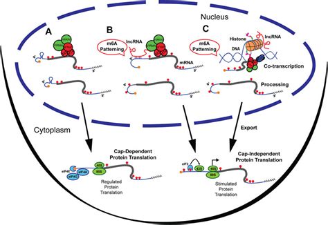 Frontiers Lncrnas And Chromatin Modifications Pattern M6a Methylation