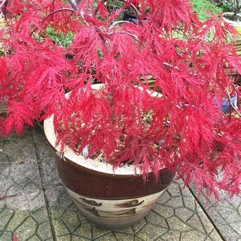 Acer Palmatum Dissectum Group Syn Acer Palmatum Var Dissectum Cut Leaf Japanese Maple