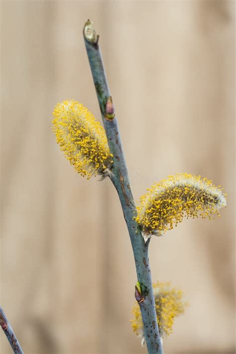 Spring Pussy Willow Stock Image Image Of Life Forest