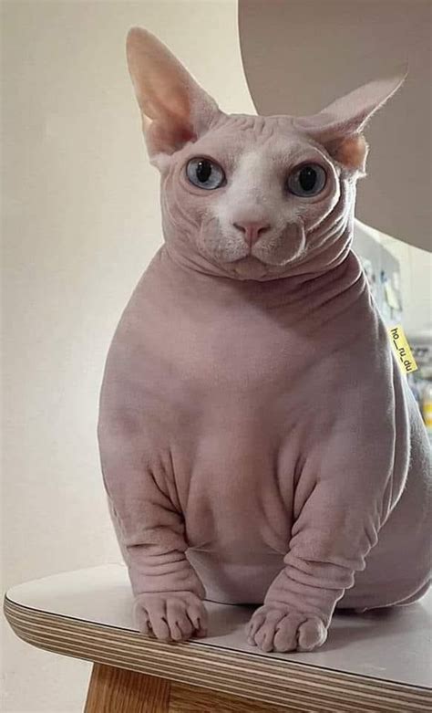 Naked Cat 9GAG