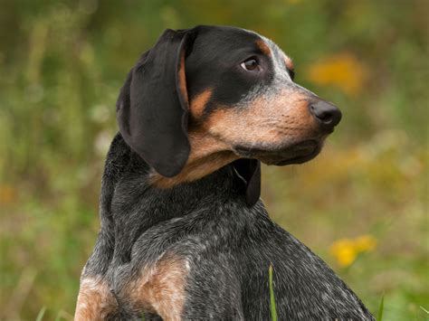 Red Haired Blue Tick Hound Puppies - Puppy And Pets