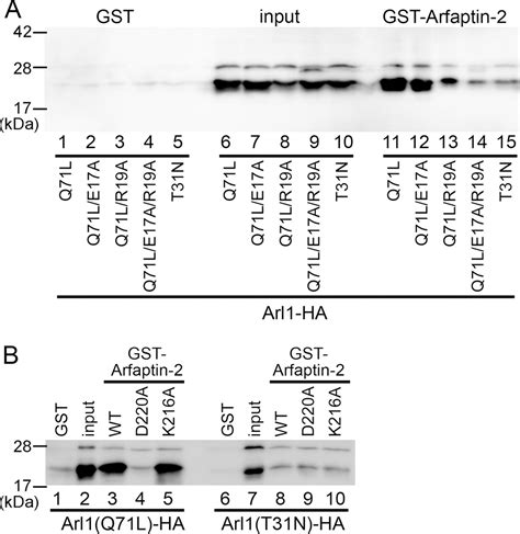 Structural Basis For Membrane Binding Specificity Of The Bin