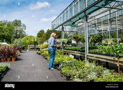 Un Cliente Elegir Plantas En Bodmin Garden Centre Vivero De Plantas