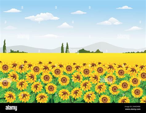 Illustration of sunflower field Stock Vector Image & Art - Alamy