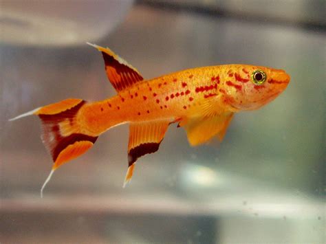 Lyretail Killifish Aphyosemion Australe Tropical Fish Site