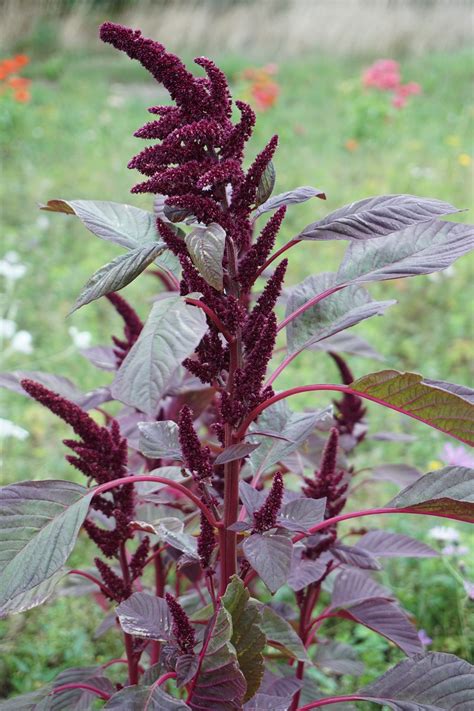 Amaranthus Hybridus Opopeo Seeds From Chiltern Seeds