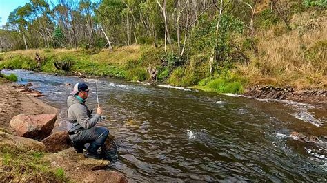 Cobungra River Brown And Rainbow Trout Fly Fishing Victoria