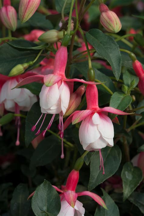 Fuchsia Patio Princess (B) 10.5cm - Stewarts Garden Centre