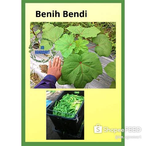 Buy 10 Free 1 Benih Bendi 30 Bijipack Shopee Malaysia