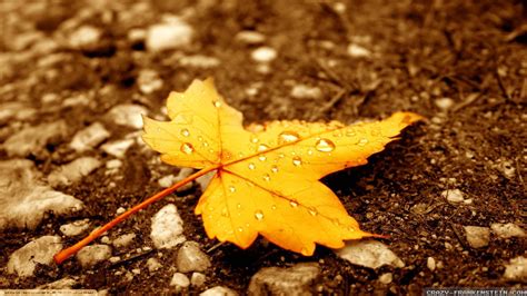 Fall Leaves Wallpapers (72+ images)